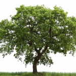oak-tree
